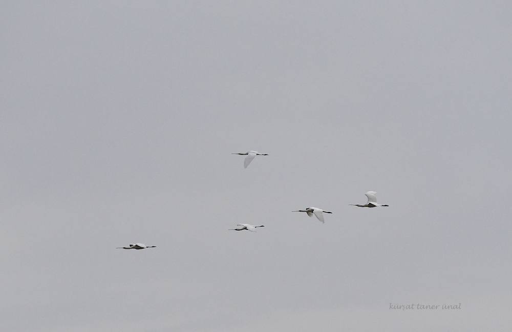 Eurasian Spoonbill