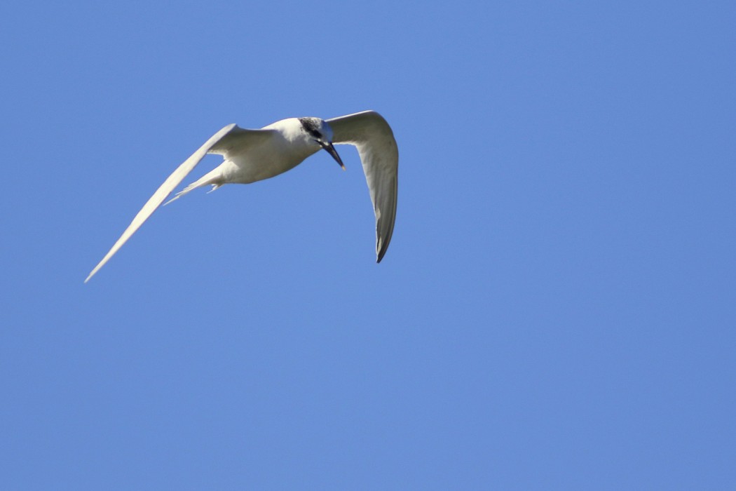 Sandwich Tern