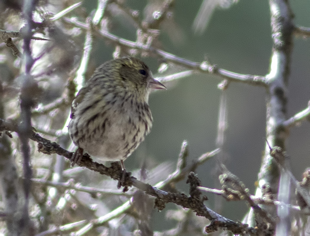 Eurasian Siskin