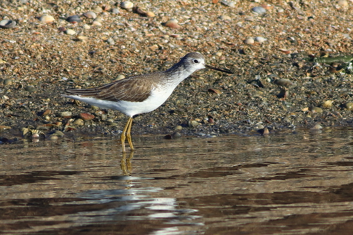 Marsh Sandpiper