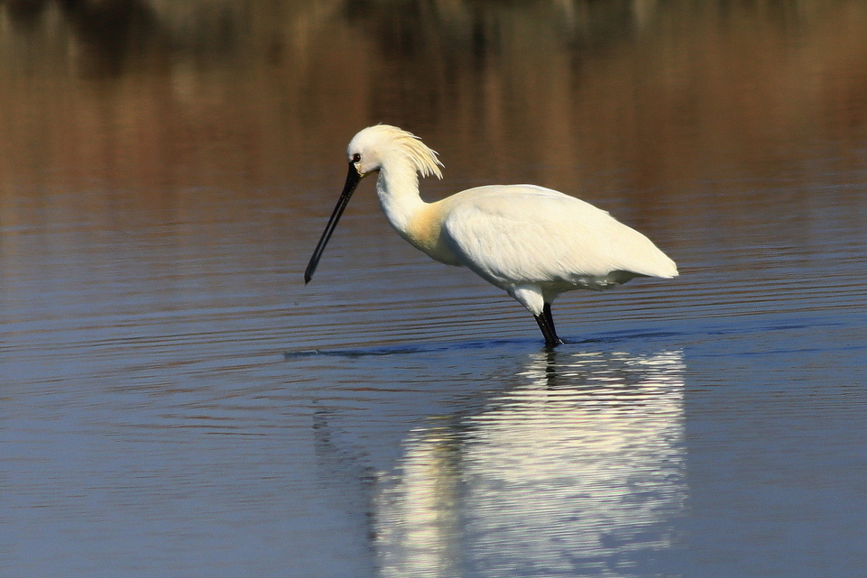 Eurasian Spoonbill