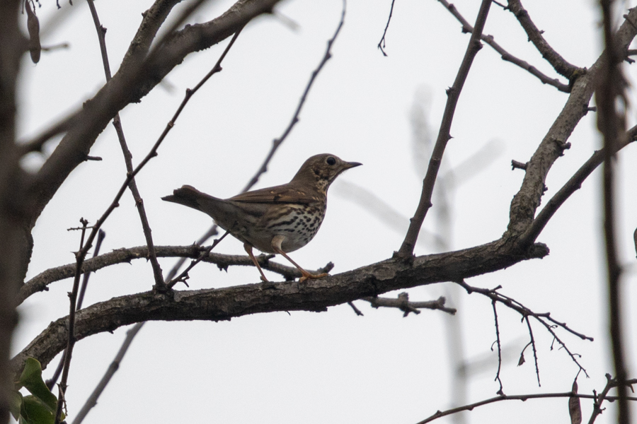 Song Thrush