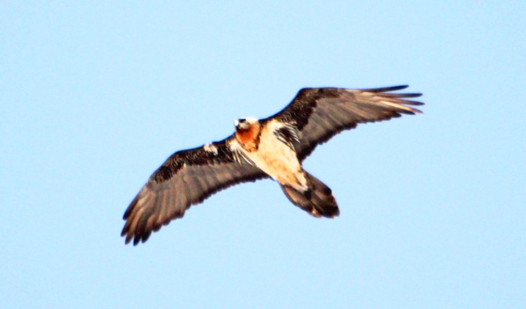 Bearded Vulture