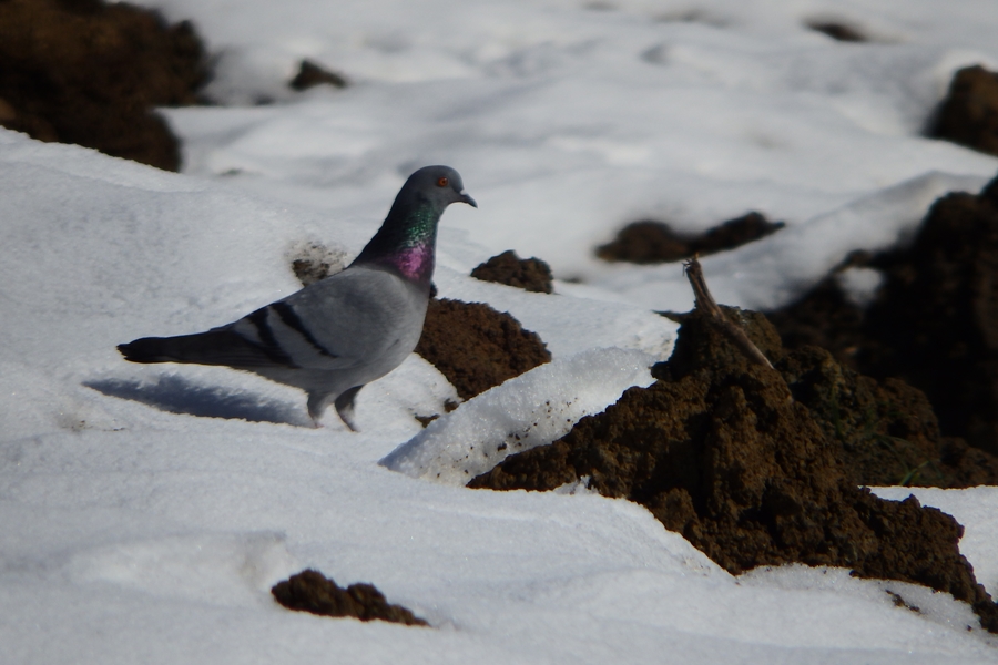 Rock Dove