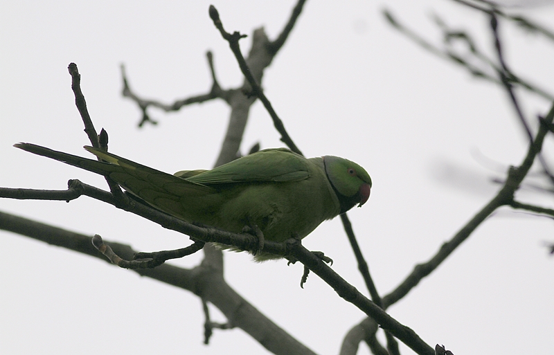 Rose-ringed Parakeet