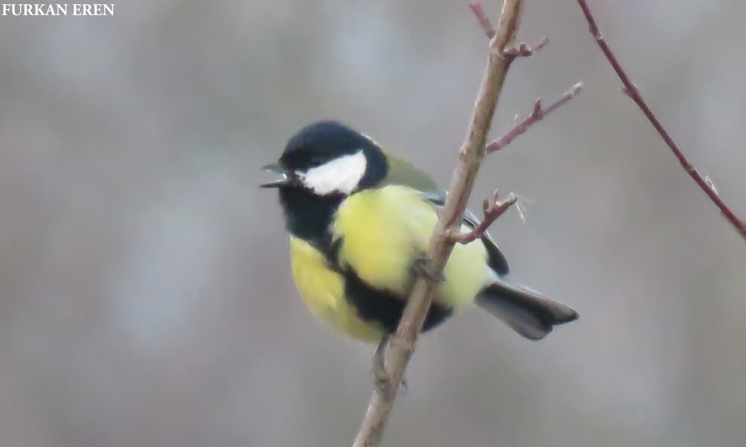 Great Tit