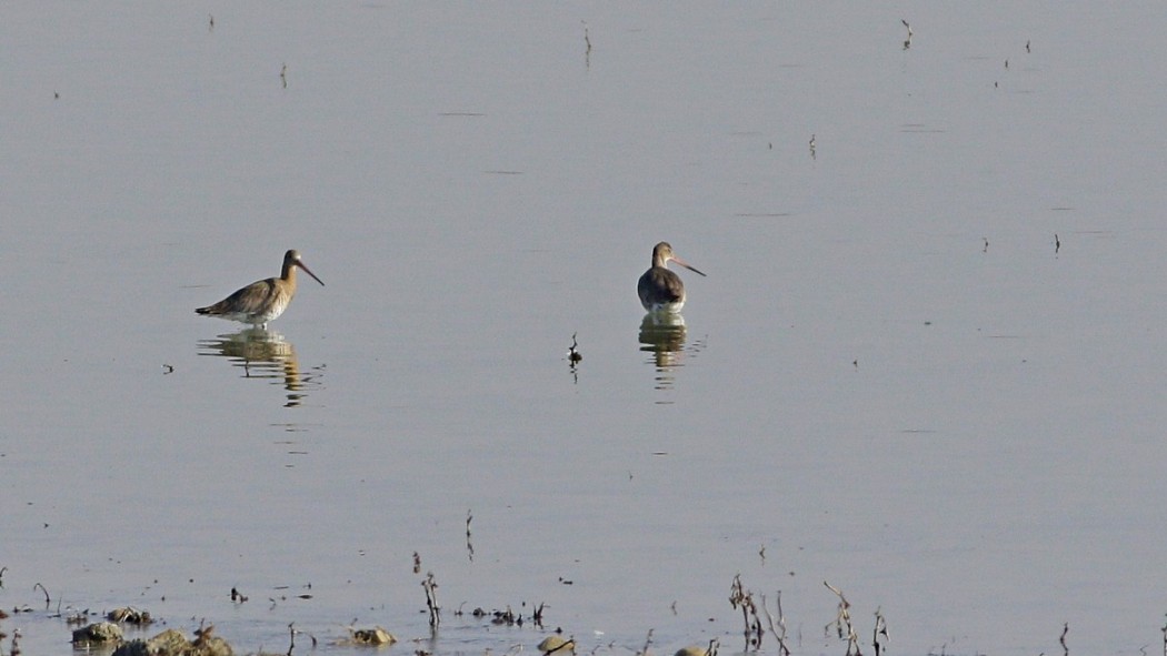 Black-tailed Godwit