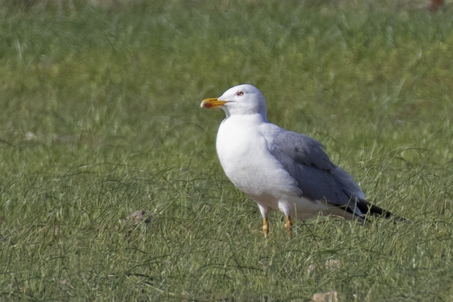 Yellow-legged Gull