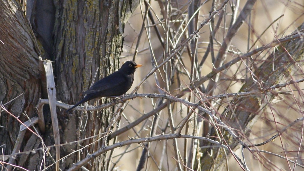 Common Blackbird