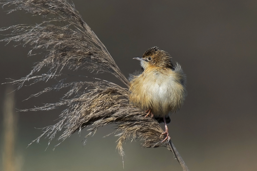 Zitting Cisticola