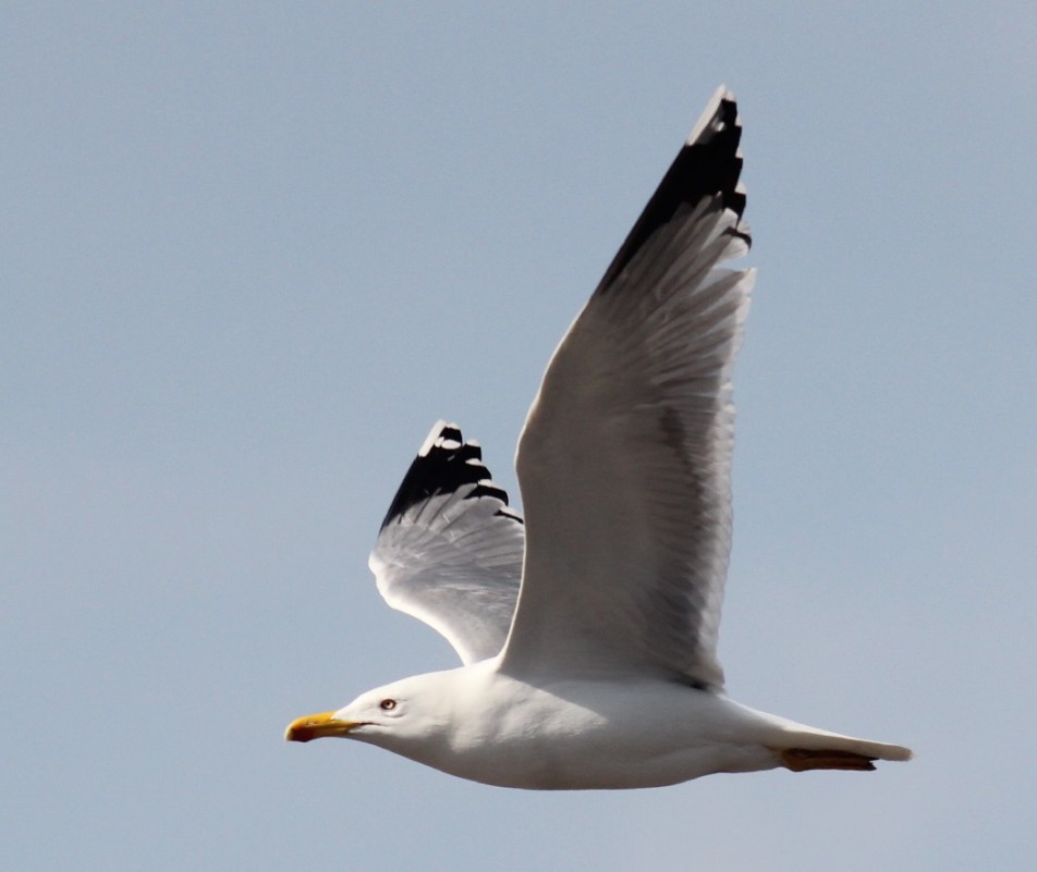 Yellow-legged Gull