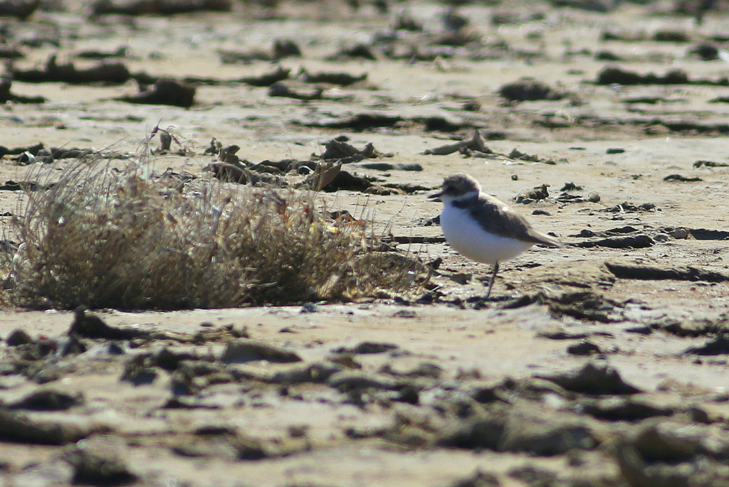 Kentish Plover