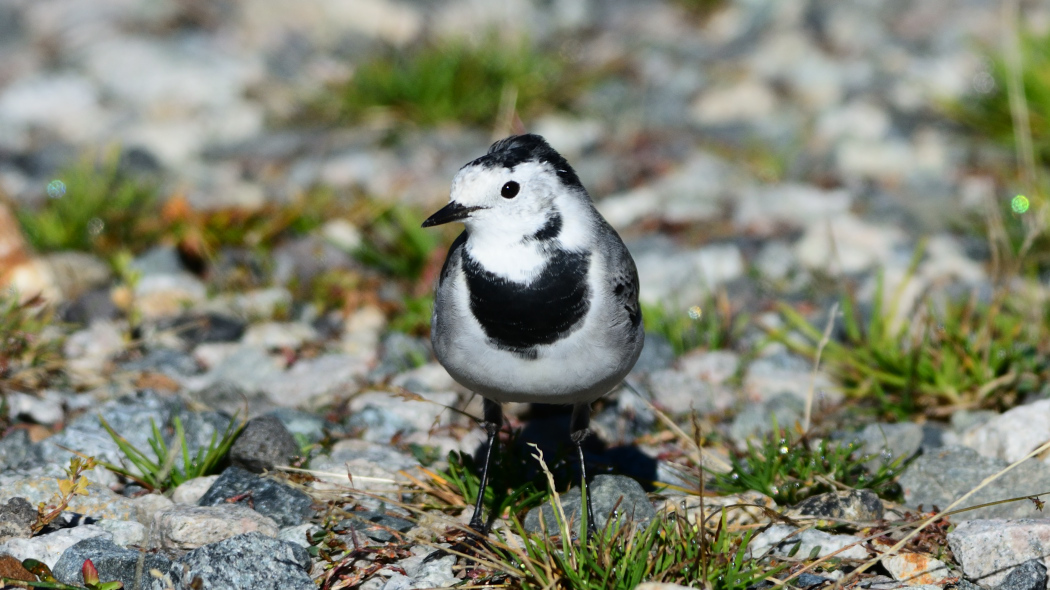 White Wagtail