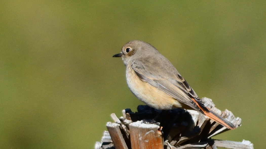 Common Redstart