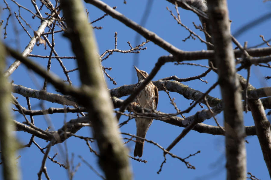 Redwing