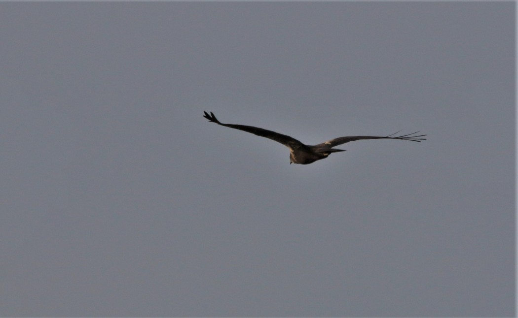 Western Marsh Harrier