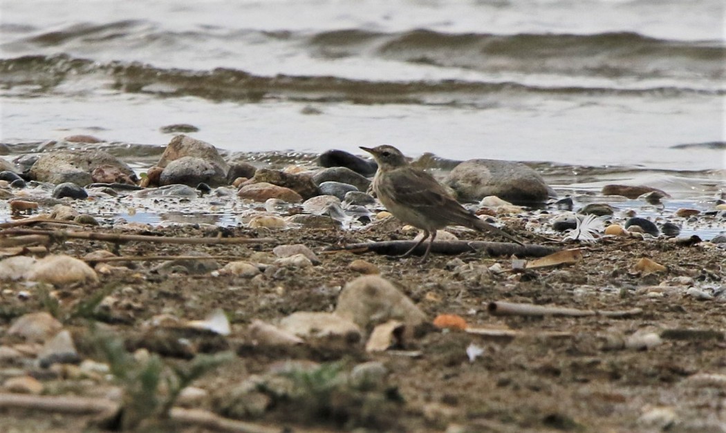 Grey Wagtail