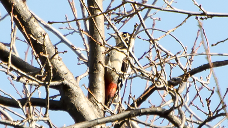 Syrian Woodpecker