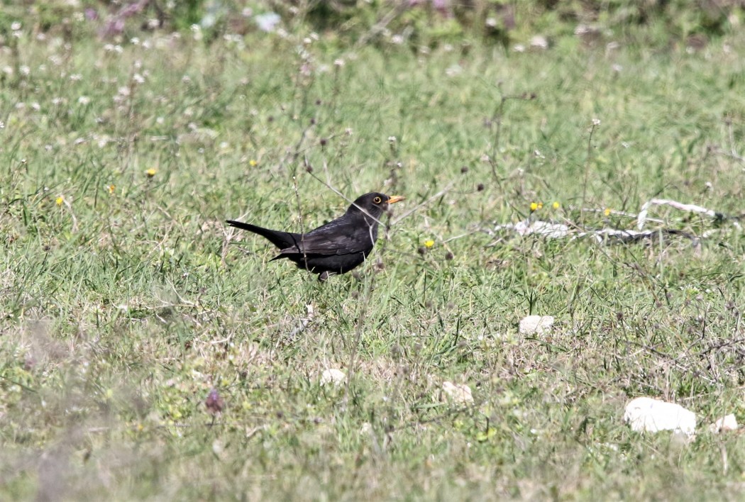 Common Blackbird