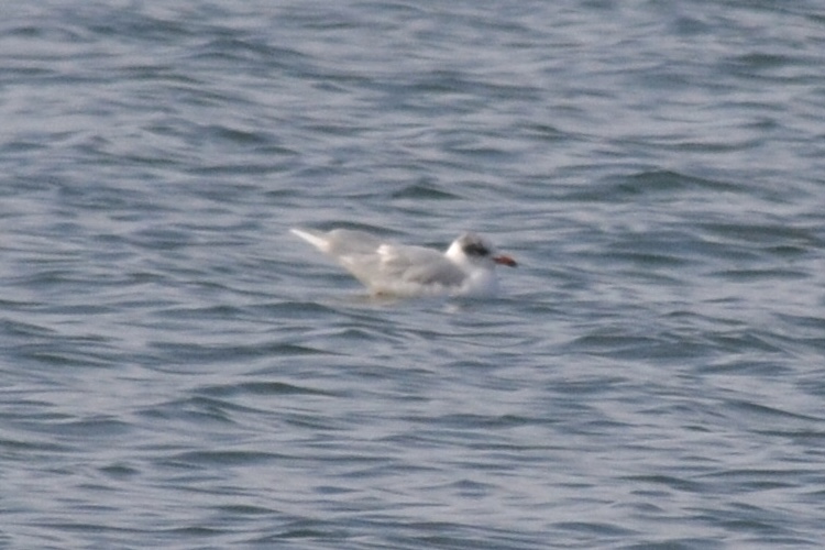 Mediterranean Gull