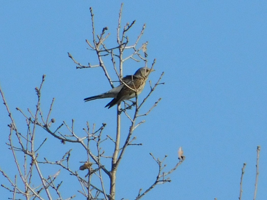 Fieldfare