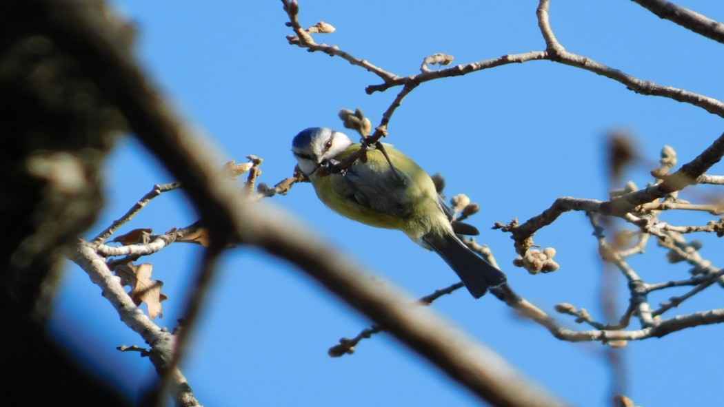 Eurasian Blue Tit