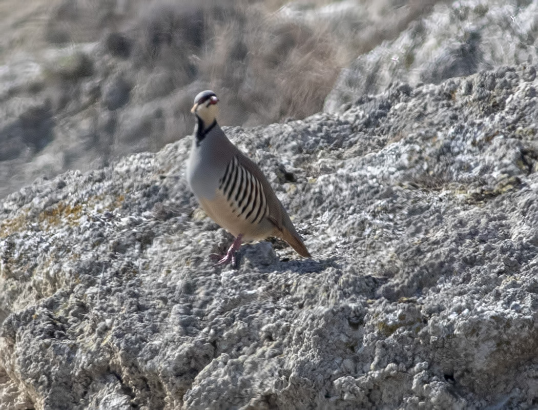 Chukar Partridge