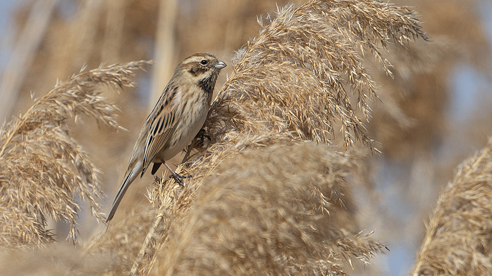 Common Reed Bunting