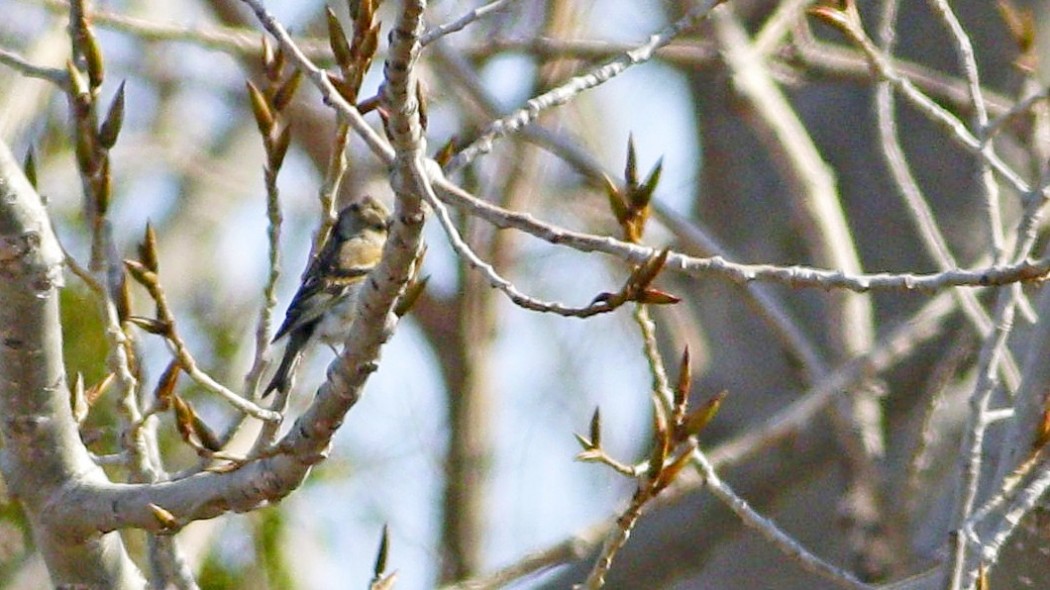 Brambling