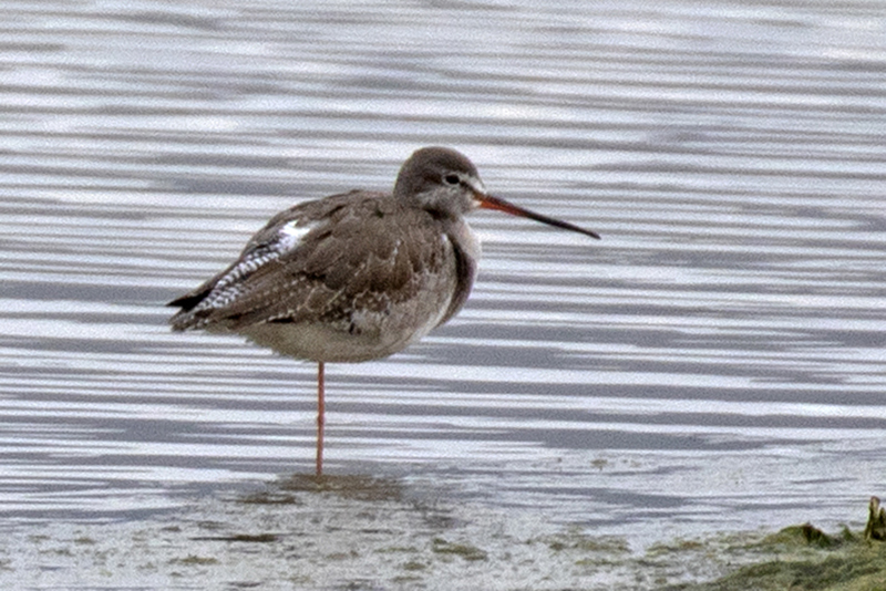 Spotted Redshank