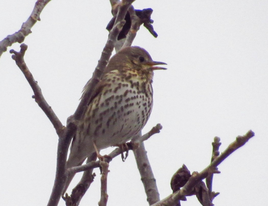 Song Thrush