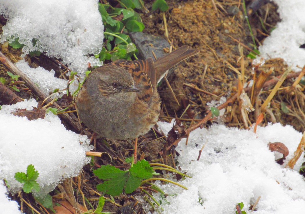 Dunnock