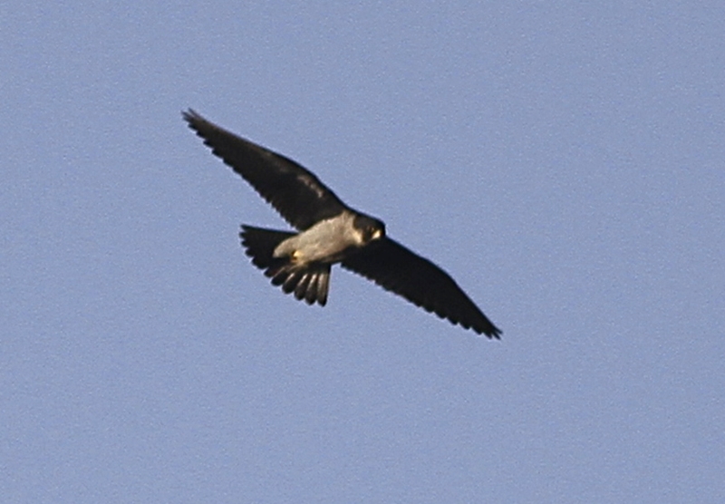 Peregrine Falcon