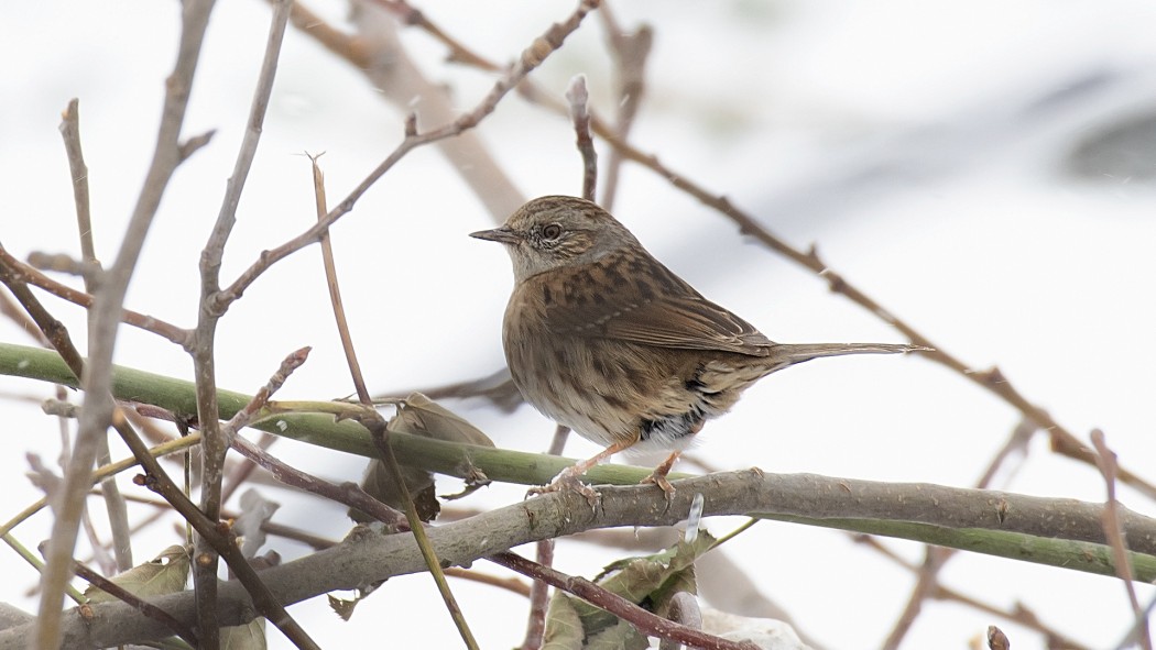 Dunnock