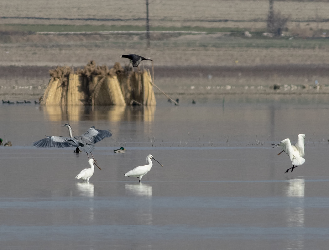Eurasian Spoonbill