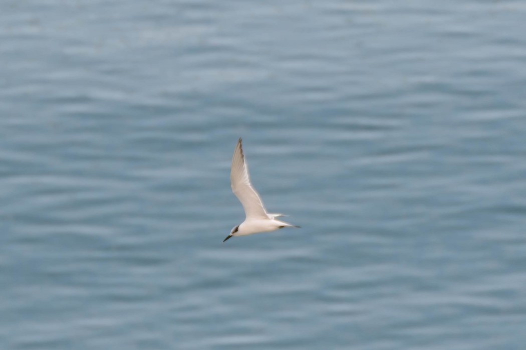 Sandwich Tern