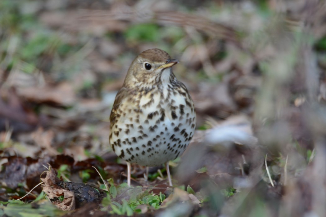 Song Thrush