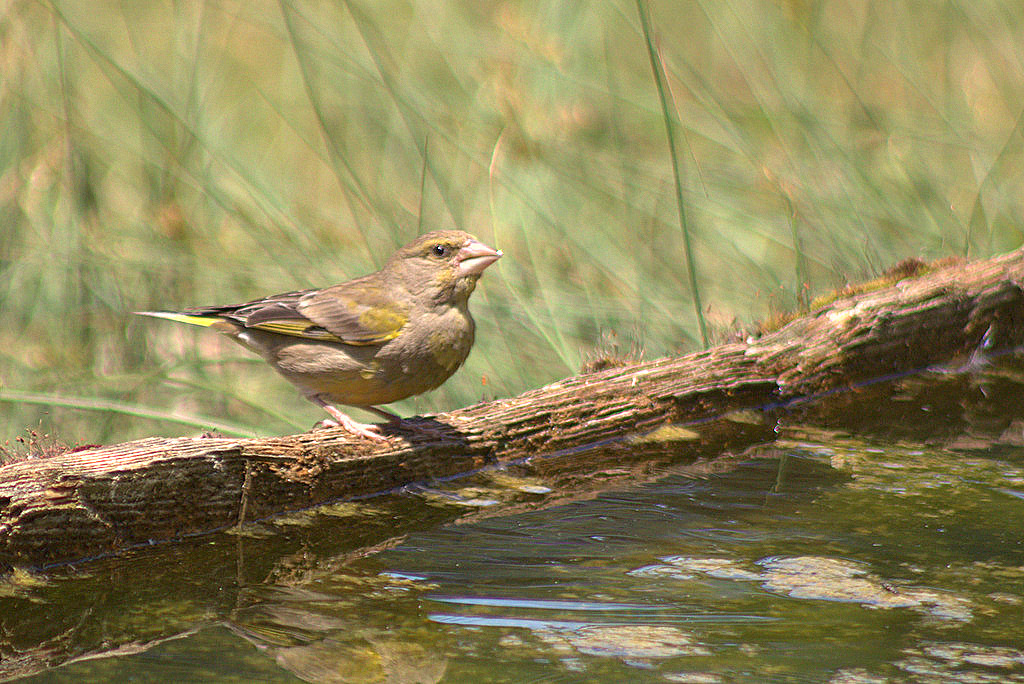 European Greenfinch