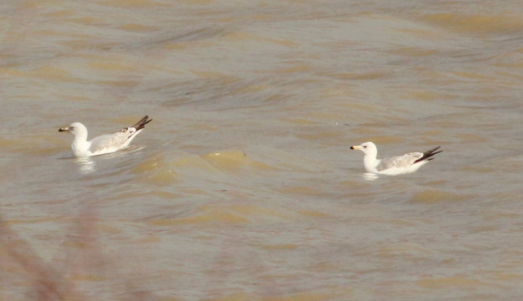 Armenian Gull