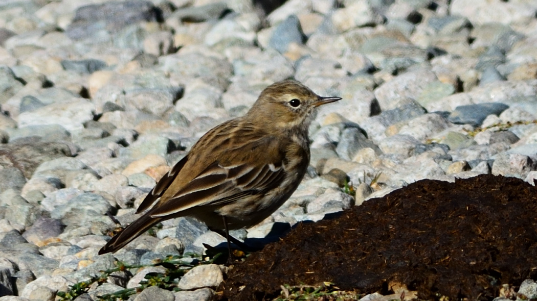 Water Pipit