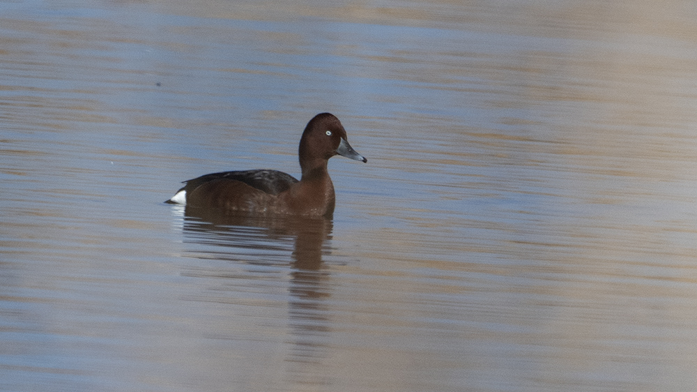 Ferruginous Duck