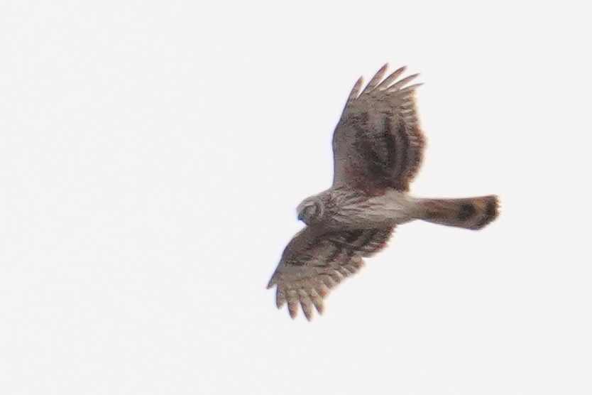 Hen Harrier