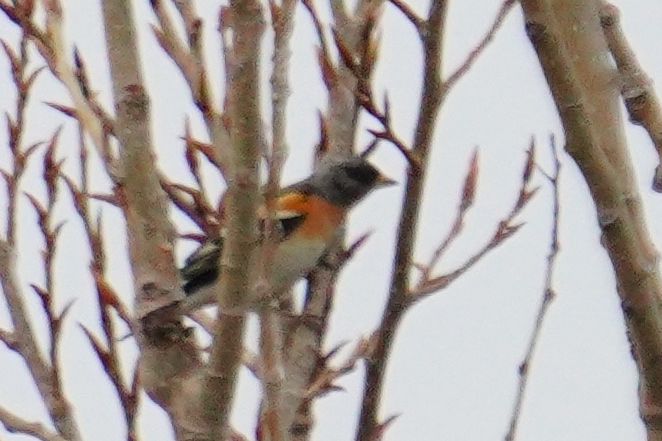 Brambling
