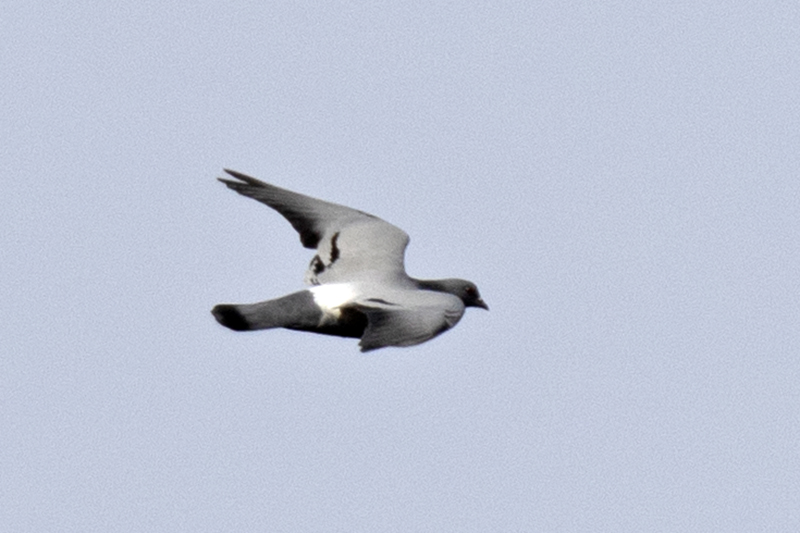 Rock Dove