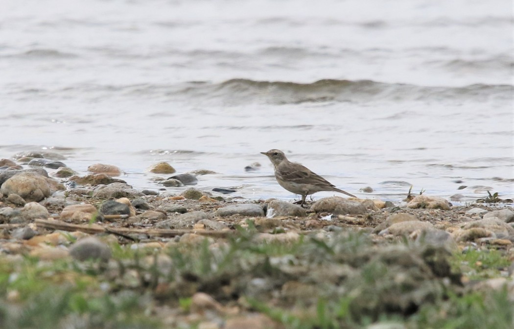 Water Pipit