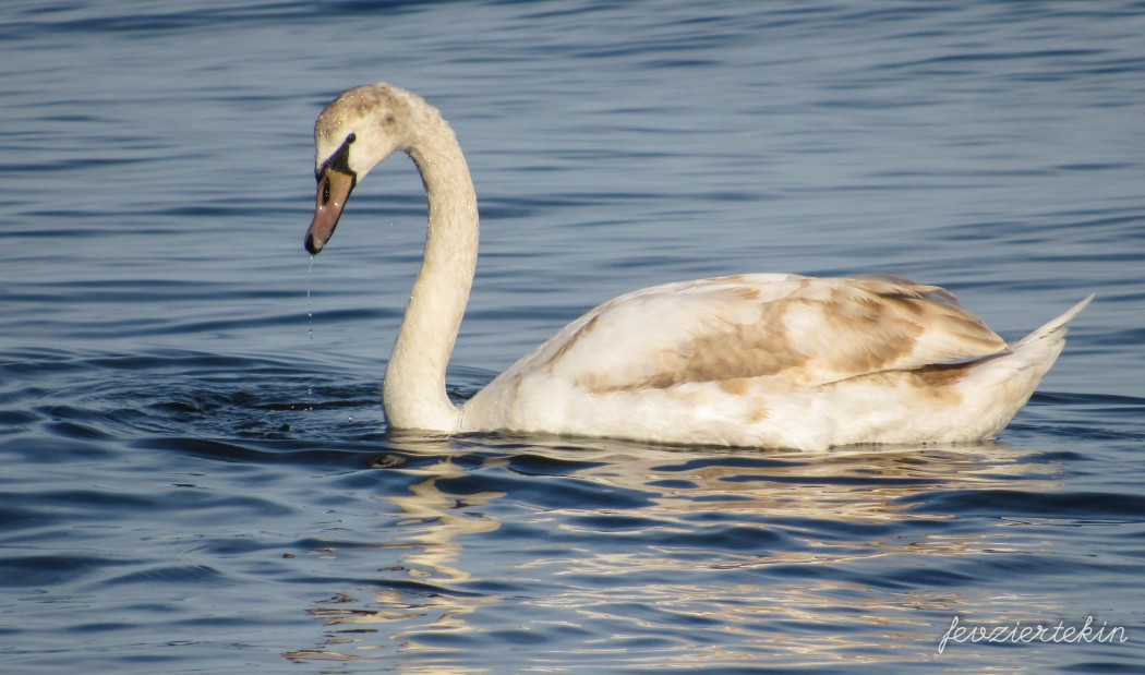 Mute Swan