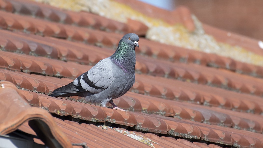 Rock Dove