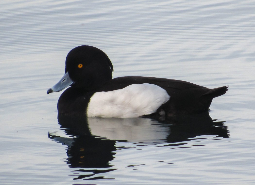 Tufted Duck