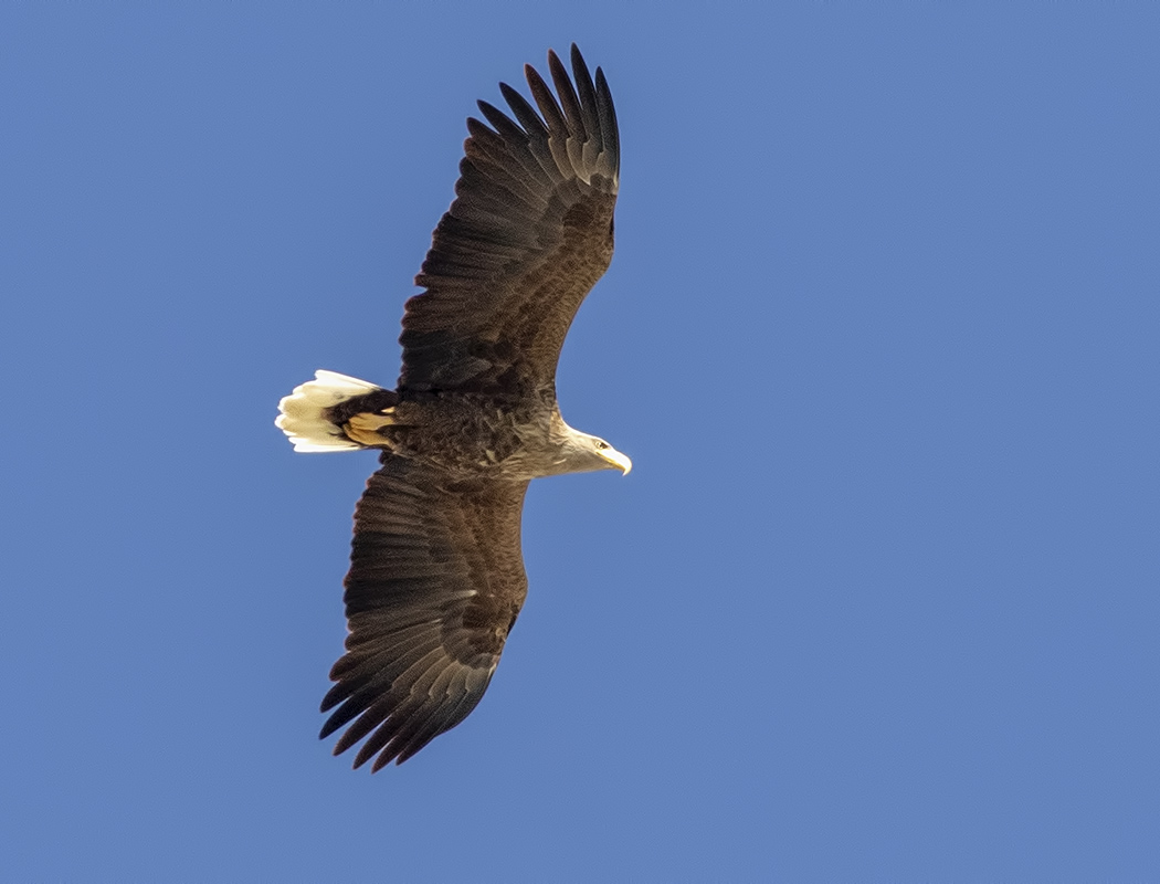 White-tailed Eagle
