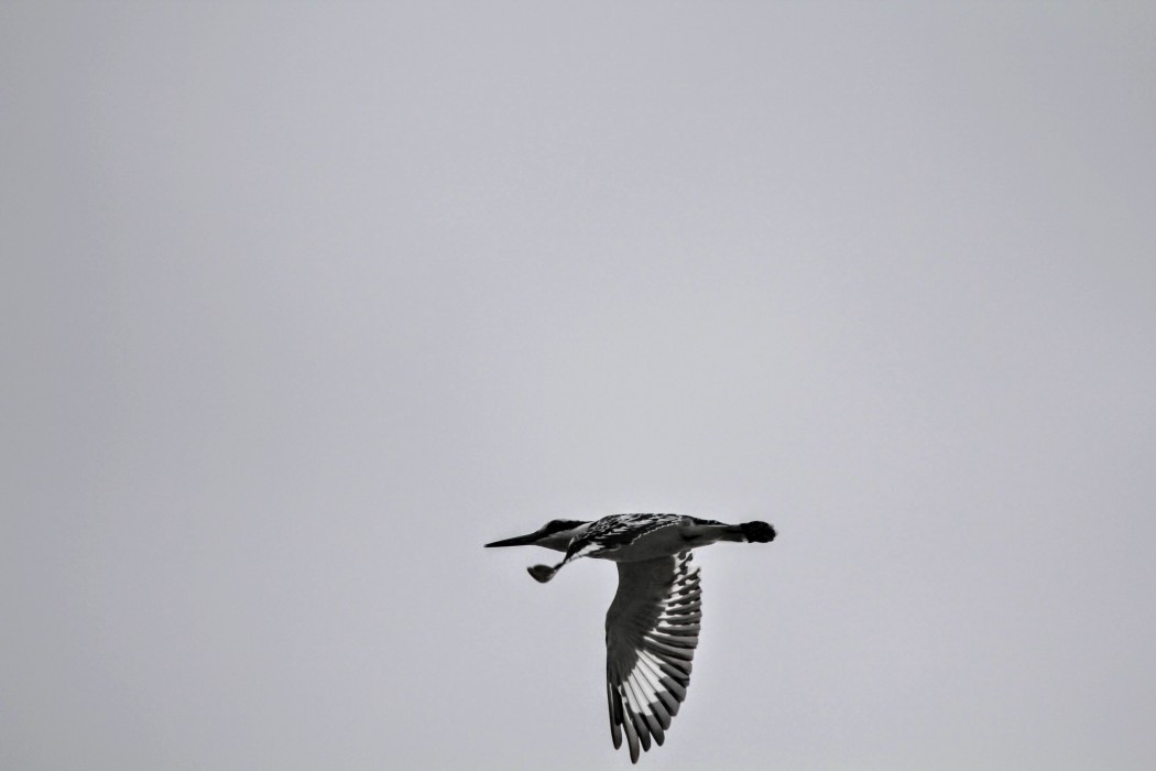 Pied Kingfisher